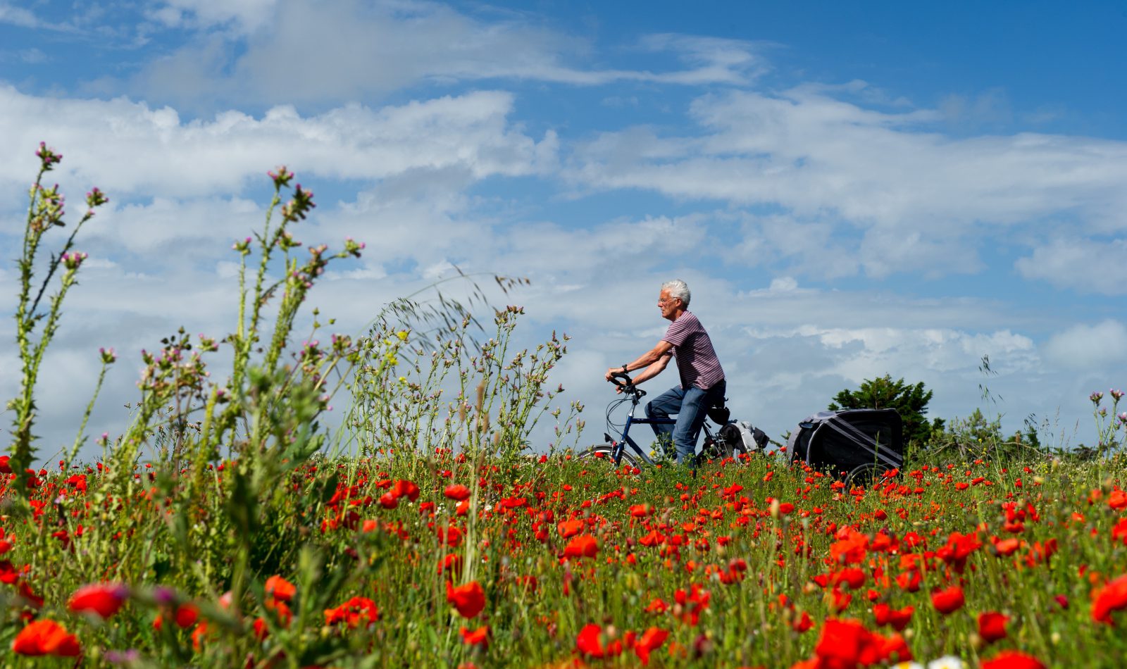 A man cycling through a field of poppies