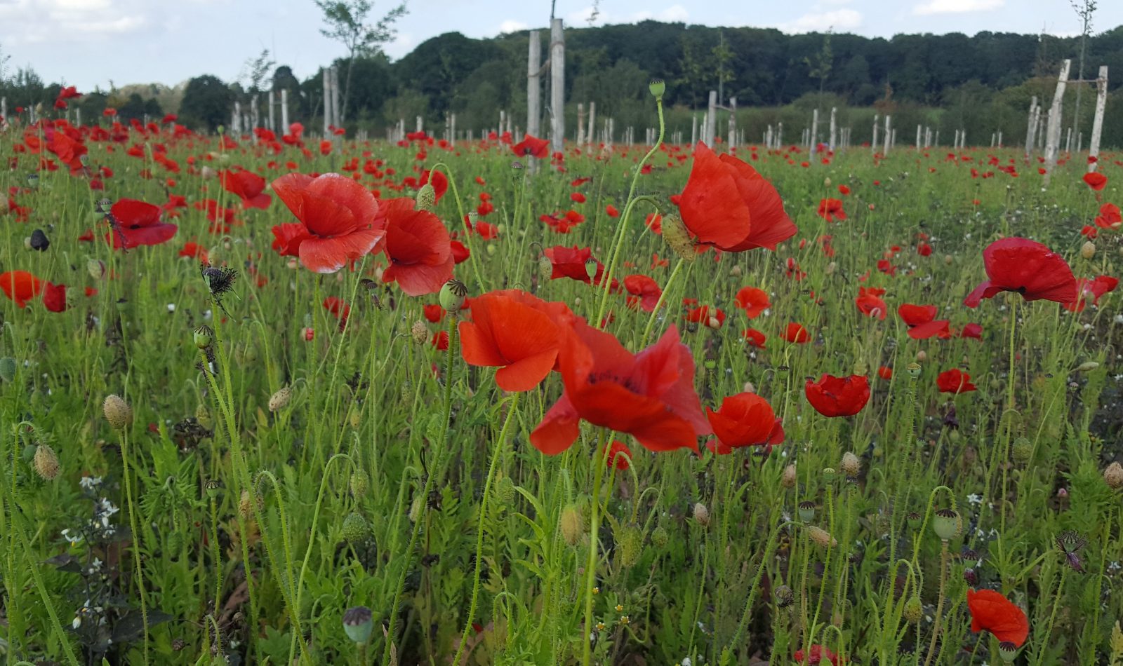 A field of red poppies in Peace Park, Polygon Wood