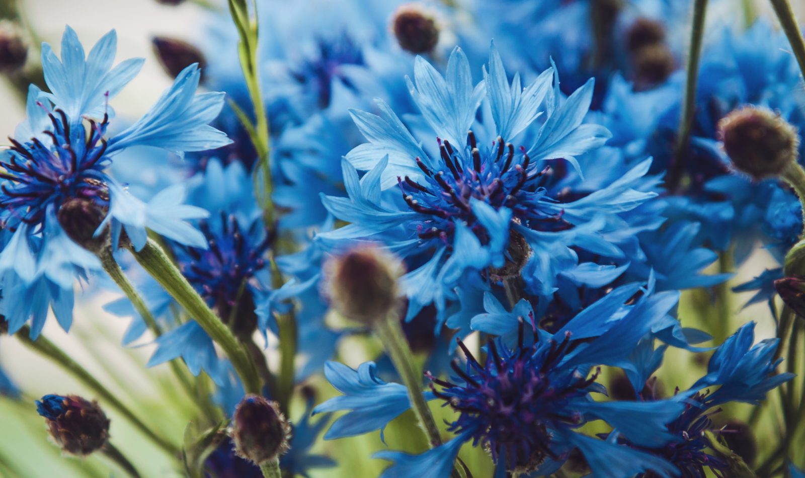 Bleuets for remembrance in France